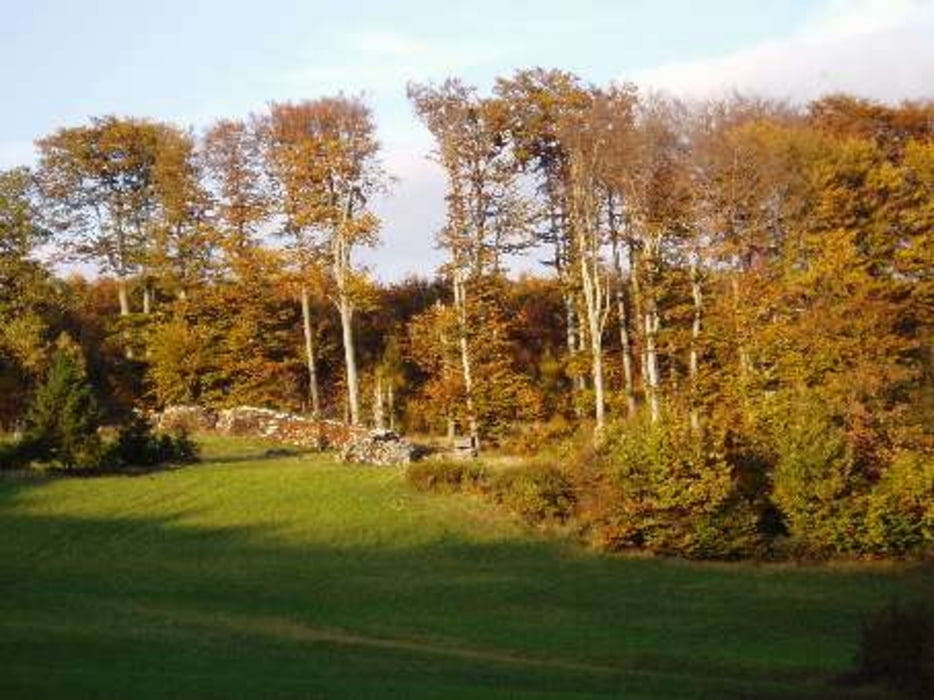 Mountainbike Babenberger Runde über Königstetten (Tour 46131)